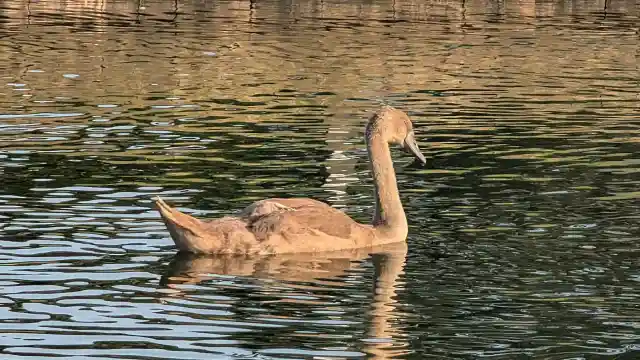 A photo of A Young Swan at Southchurch Park, Southend-on-Sea