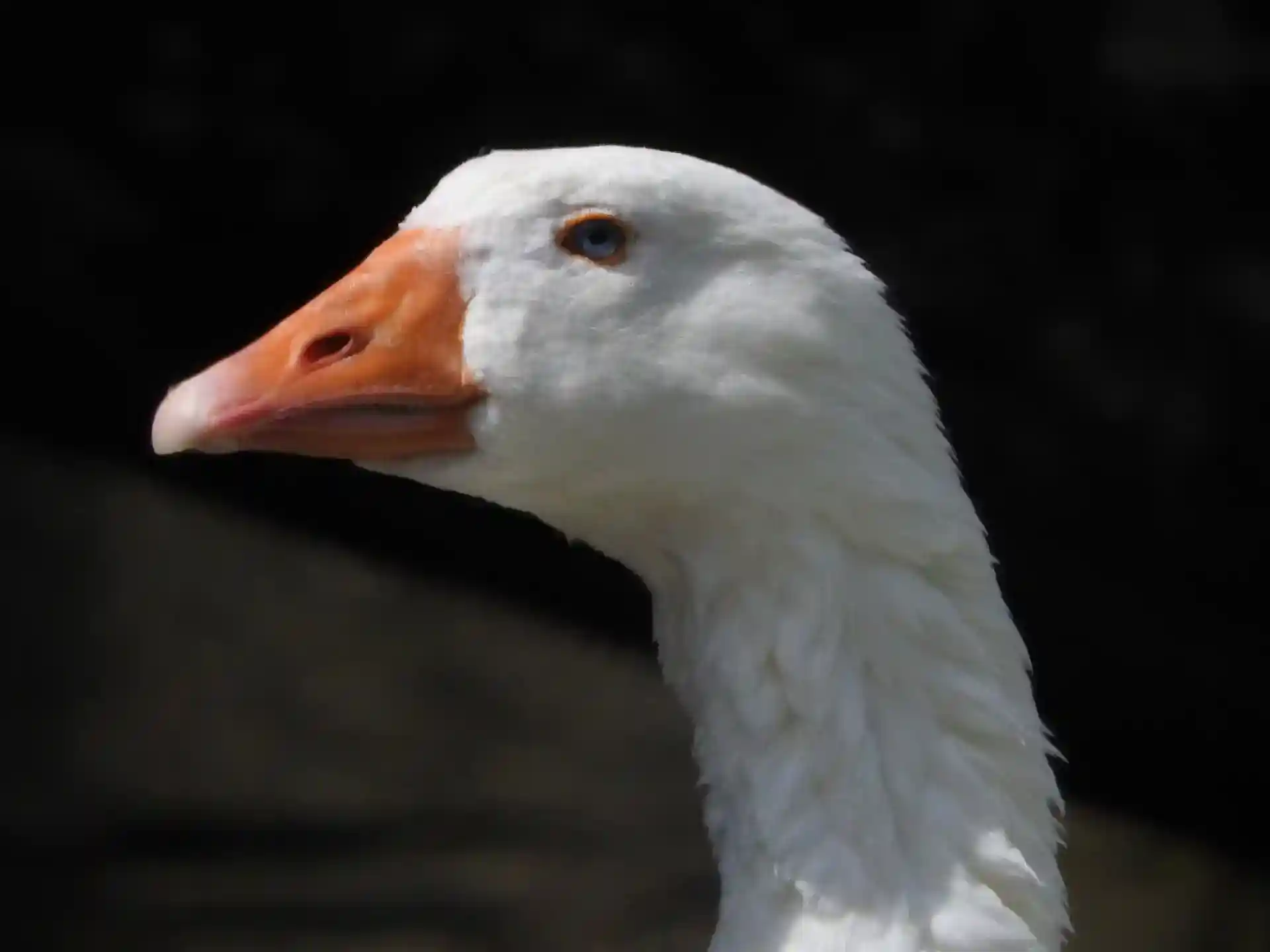 Close-up of a White Goose at Kearsney Abbey Gardens