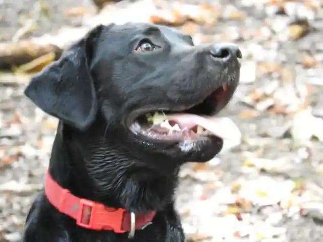 A photo of Our Black Labrador (mellow) on a Dog Walk in Kearsney Abbey Gardens