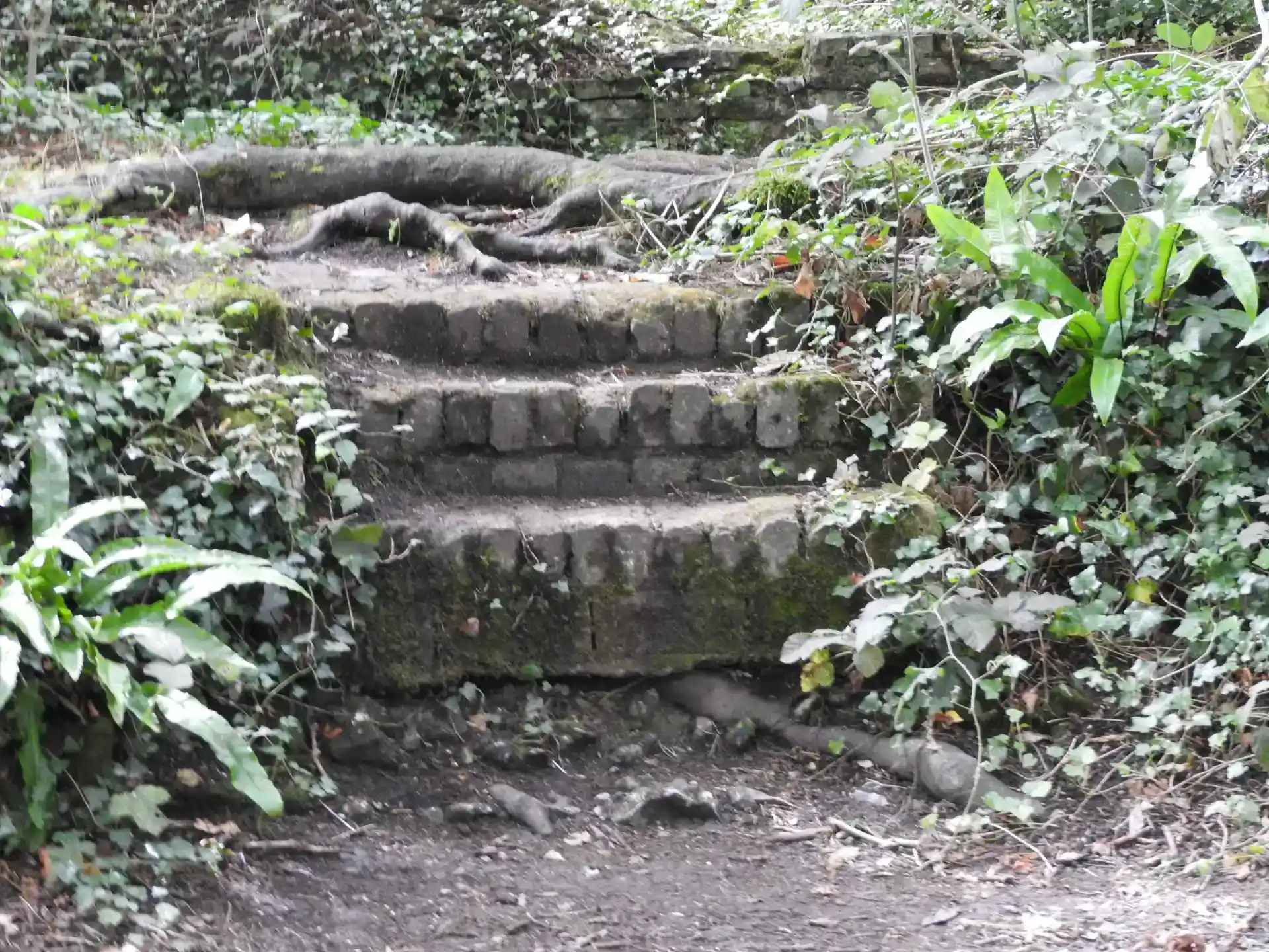 Overgrown Historic Steps and Tree Roots at Kearsney Abbey Gardens