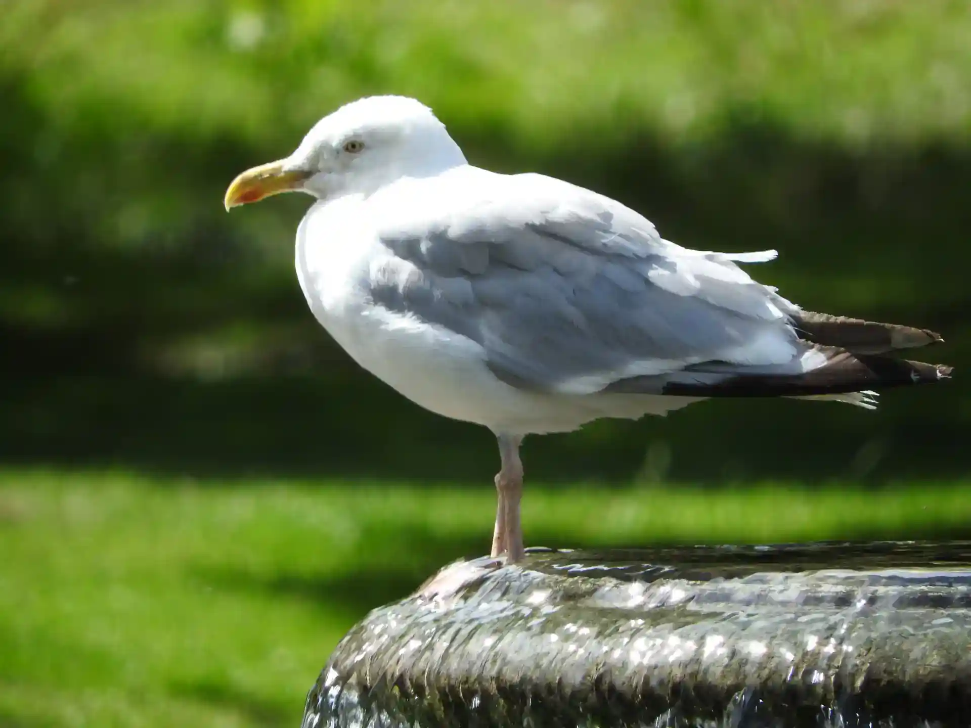 Seagull Perched on a Fountain at Kearsney Abbey Gardens